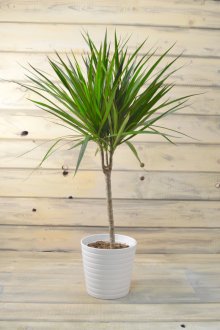 Малка драцена в бяла саксия