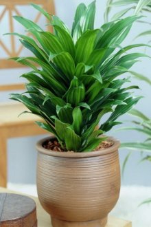 Драцена Дерема