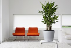 Dracaena in a bright interior