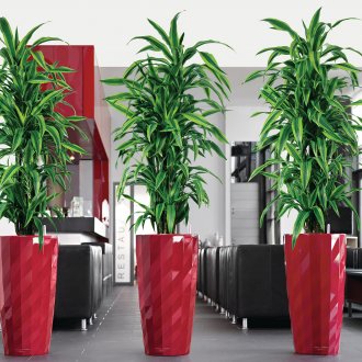 Висока драцена в интериора