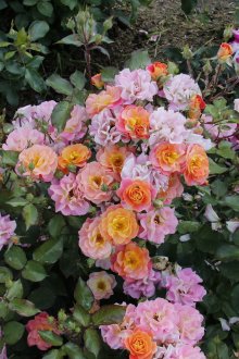 Рози в страната