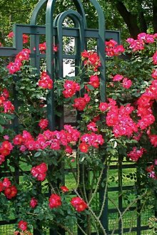 Жив плет с рози