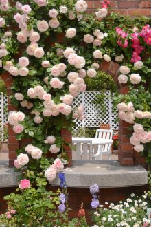 Стена с рози в ландшафтен дизайн на сайта