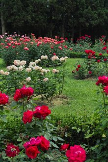 Розови храсти в дизайна на сайта