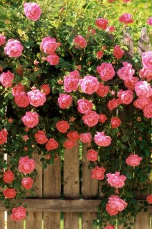 Розите като декорация на оградата на сайта