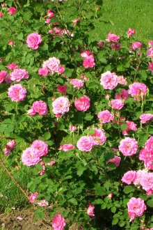 Розови храсти в ландшафтен дизайн