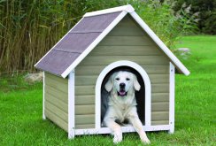 Doghouse with a gable roof