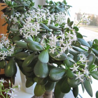 Цъфтяща Crassula