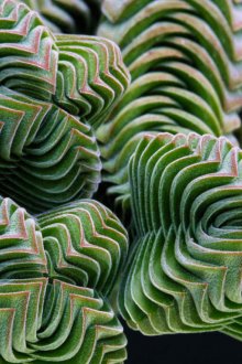 Ванилна кухня