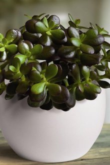 Дървени рафтове за оборудване