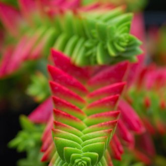 Декупаж дървена рамка