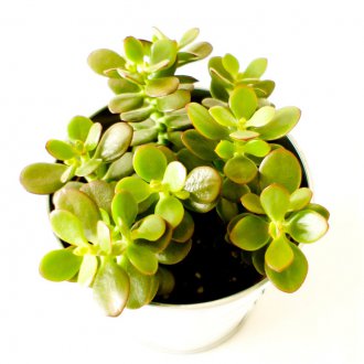 Таван от тъмно дърво