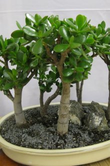 Красиви пари дървета в саксия