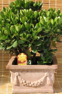 Парично дърво с гъста корона в саксия