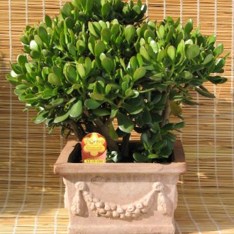 Моден дървен тапет