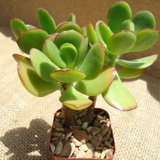 Дървен вентилатор на стената