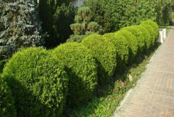 Beautiful hedge