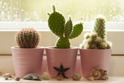 Cacti on the windowsill