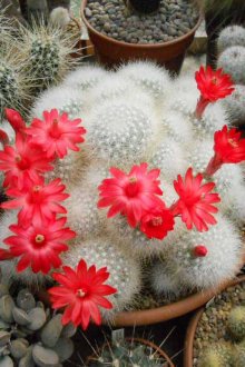 Цъфтящ снежнобял кактус