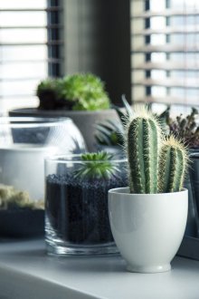 Кактус и други растения на перваза на прозореца