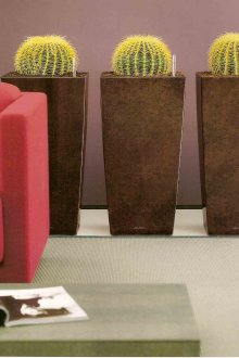 Кактуси в големи саксии в хола