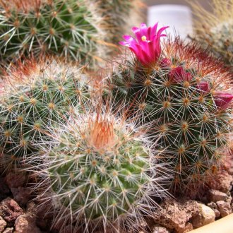 Цъфти кактус