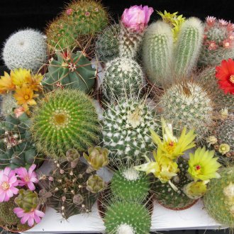 Различни видове кактуси
