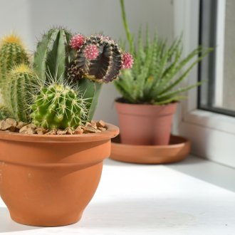 Кактуси в кафяв съд