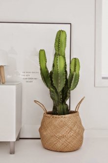 Голям кактус в подова саксия в светъл интериор