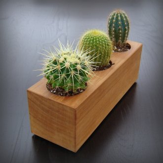 Необичайна саксия за няколко кактуса
