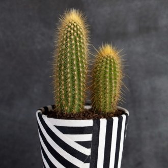 Декор плат с цветни саксии