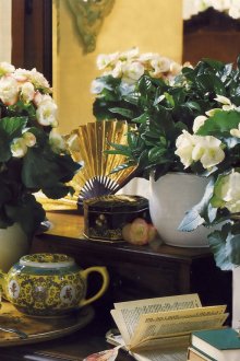 Бегония в интериора