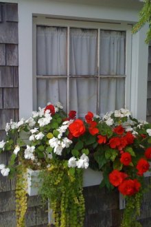 Състав на бегония пред прозореца на селска къща