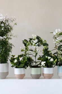 Стефаноти в интериора на градски апартамент