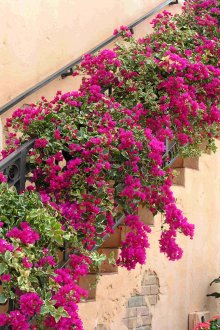 Стълбище Бугенвиля