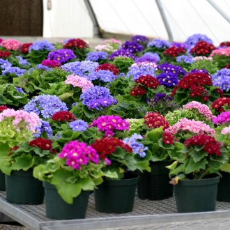 Венге ламинат в интериора