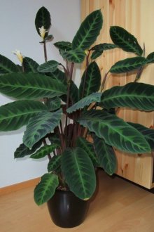 Metlakh плочка на пода