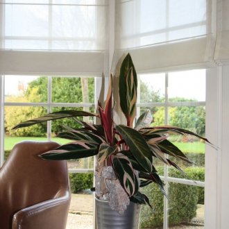 Евролиния в резиденция на страната