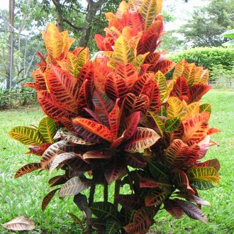 Пеларгония в градината