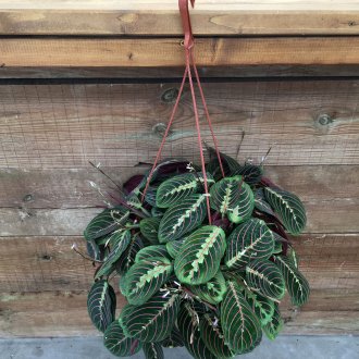 тропическо растение