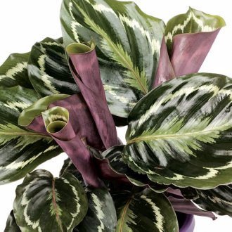 тропическо растение