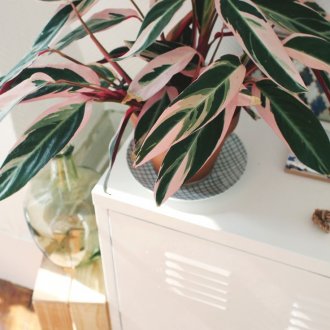 тропическо растение