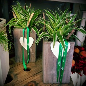 Дърво добре