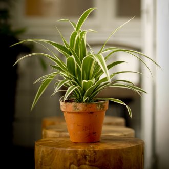 Chlorophytum