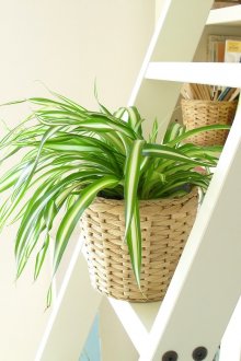 Полица за подправки