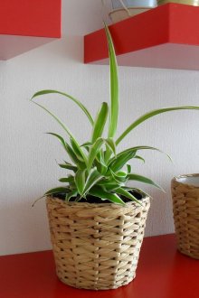 Полилей от ракита с топка