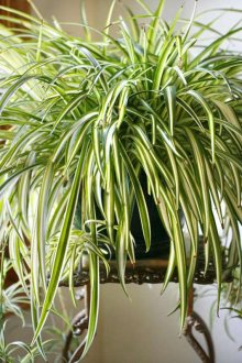 Дървена поставка за вино