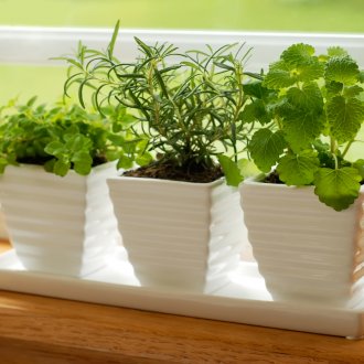 Pelargonium в саксия