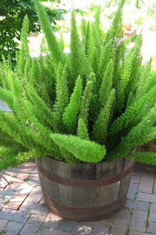 Балкон саксии за цветя