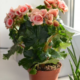 Хамак за котка